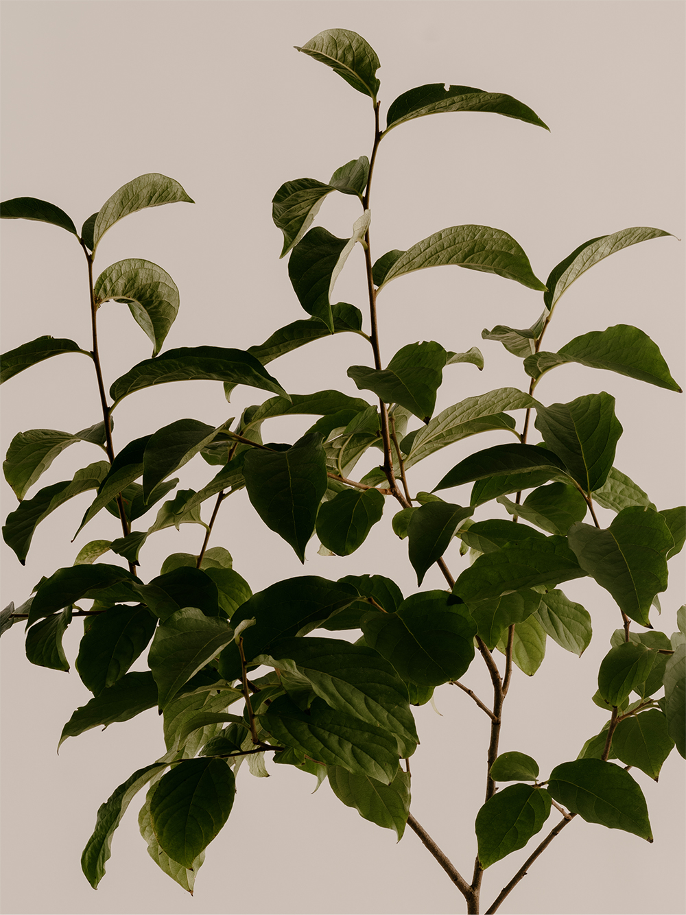 25_dbs_dustandsunlight_08